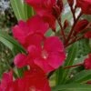 Hardy Red Oleander Bush - 3 Gallon Pot 1 Hardy Red Oleander Bush - 3 Gallon Pot -Garden Plants Shop Oleander Hardy Red 1