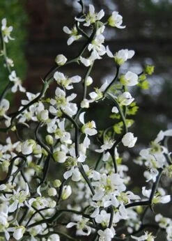 Flying Dragon Hardy Orange Tree - 3 Gallon Pot -Garden Plants Shop Orange Flying Dragon 10