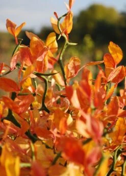 Flying Dragon Hardy Orange Tree - 3 Gallon Pot -Garden Plants Shop Orange Flying Dragon 13