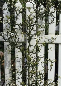 Flying Dragon Hardy Orange Tree - 3 Gallon Pot -Garden Plants Shop Orange Flying Dragon 3