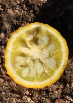 Flying Dragon Hardy Orange Tree - 3 Gallon Pot -Garden Plants Shop Orange Flying Dragon 5