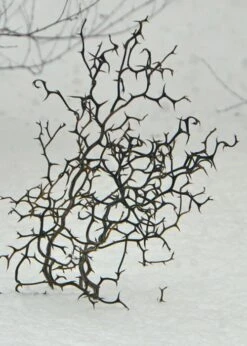 Flying Dragon Hardy Orange Tree - 3 Gallon Pot -Garden Plants Shop Orange Flying Dragon 7