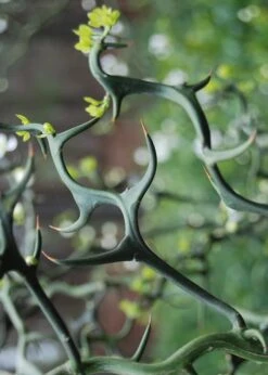 Flying Dragon Hardy Orange Tree - 3 Gallon Pot -Garden Plants Shop Orange Flying Dragon 9