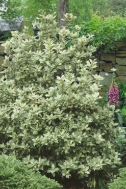 Goshiki Osmanthus (Variegated False Holly) - 1 Gallon Pot -Garden Plants Shop Osmanthus Goshiki 20 2