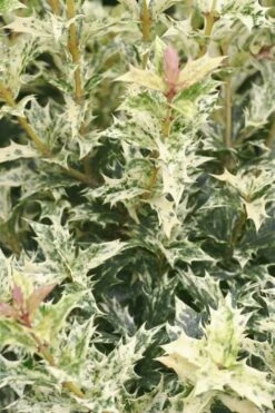 Goshiki Osmanthus (Variegated False Holly) - 7 Gallon Pot -Garden Plants Shop Osmanthus Goshiki 21