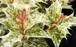 Goshiki Osmanthus (Variegated False Holly) - 1 Gallon Pot -Garden Plants Shop Osmanthus Goshiki Foliage Closeup 2 2