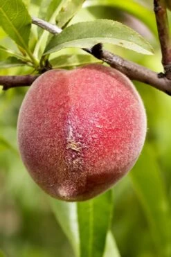 Bonanza Dwarf Patio Peach Tree - 2 Gallon Pot -Garden Plants Shop Peach Bonanza 1