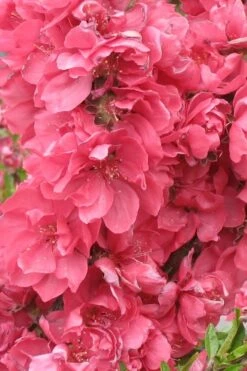 Bonanza Dwarf Patio Peach Tree - 2 Gallon Pot -Garden Plants Shop Peach Bonanza 3