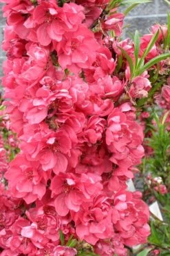 Bonanza Dwarf Patio Peach Tree - 2 Gallon Pot -Garden Plants Shop Peach Bonanza 4