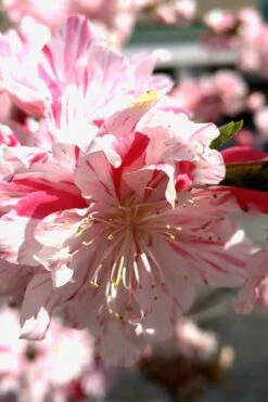 Peppermint Flowering Peach Tree - 5 Gallon Pot -Garden Plants Shop Peach Flowering Peppermint 2
