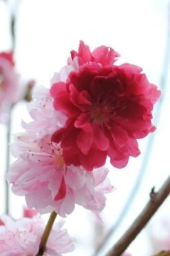 Peppermint Flowering Peach Tree - 5 Gallon Pot -Garden Plants Shop Peach Flowering Peppermint 3