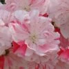 Peppermint Flowering Peach Tree - 5 Gallon Pot -Garden Plants Shop Peach Flowering Peppermint 5