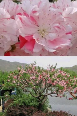Peppermint Flowering Peach Tree - 5 Gallon Pot -Garden Plants Shop Peach Flowering Peppermint 6
