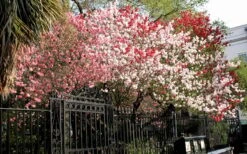 Peppermint Flowering Peach Tree - 5 Gallon Pot -Garden Plants Shop Peach Peppermint 6