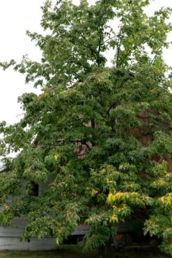 American Persimmon Tree - Diospyros Virginiana - 3 Gallon Pot -Garden Plants Shop Persimmon American 2