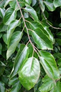 American Persimmon Tree (Diospyros Virginiana) - 1 Gallon Pot -Garden Plants Shop Persimmon American 3 1