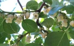 American Persimmon Tree (Diospyros Virginiana) - 1 Gallon Pot -Garden Plants Shop Persimmon American 5 1