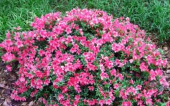 Chinzan Dwarf Azalea - 3 Gallon Pot -Garden Plants Shop Picture Azalea Chinzan 2