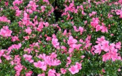 Chinzan Dwarf Azalea - 3 Gallon Pot -Garden Plants Shop Picture Azalea Chinzan