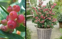 Pink Lemonade Blueberry - 3 Gallon Pot -Garden Plants Shop Picture Blueberry Pink Lemonade 1