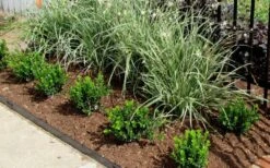 Baby Gem Boxwood - 2 Gallon Pot -Garden Plants Shop Picture Boxwood Baby Gem Edger 1