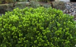 Baby Gem Boxwood - 3 Gallon Pot -Garden Plants Shop Picture Boxwood Baby Gem Leaves 2
