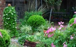 Baby Gem Boxwood - 1 Gallon Pot -Garden Plants Shop Picture Boxwood Baby Gem Specimen