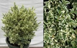 Dwarf Variegated Boxwood - 1 Gallon Pot -Garden Plants Shop Picture Boxwood Dwarf Variegated 2
