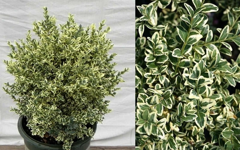 Dwarf Variegated Boxwood - 3 Gallon Pot 7 Dwarf Variegated Boxwood - 3 Gallon Pot - Image 5