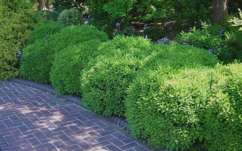 Franklins Gem Dwarf Boxwood - 1 Gallon Pot 8 Franklins Gem Dwarf Boxwood - 1 Gallon Pot - Image 6