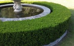 Little Missy Dwarf Boxwood - 6 Pack Of 1 Gallon Pots -Garden Plants Shop Picture Boxwood Franklins Gem Hedge 2