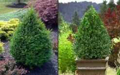 Green Mountain Boxwood - 5 Gallon Pot -Garden Plants Shop Picture Boxwood Green Mountain 2 3