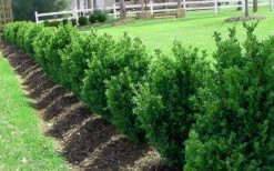 Green Mountain Boxwood - 5 Gallon Pot -Garden Plants Shop Picture Boxwood Green Mountain Hedge 3