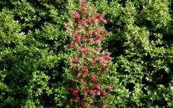 October Magic Rose Camellia - 3 Gallon Pot -Garden Plants Shop Picture Camellia October Magic Rose Column