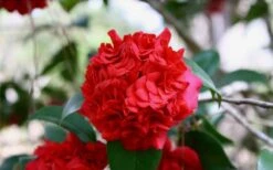 Professor Sargent Camellia Japonica - 1 Gallon Pot -Garden Plants Shop Picture Camellia Professor Sargent Closeup 3