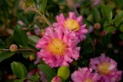 October Magic Carpet Dwarf Camellia - 3 Gallon Pot -Garden Plants Shop Picture Camellia Sasanqua October Magic Carpet