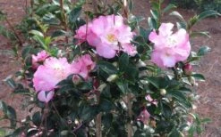 October Magic Orchid Camellia - 3 Gallon Pot 11 October Magic Orchid Camellia - 3 Gallon Pot -Garden Plants Shop Picture CamelliaOrchidOctoberMajic 2 1