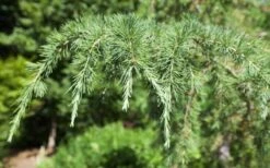 Deodar Cedar - 5 Gallon Pot (3-4') -Garden Plants Shop Picture Cedar Deodara 2