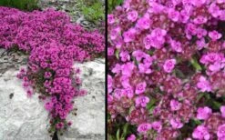 Red Creeping Thyme (Thymus Praecox 'Coccineus') - 6 Pack Of Pint Pots -Garden Plants Shop Picture Creeping Thyme Red 4 1