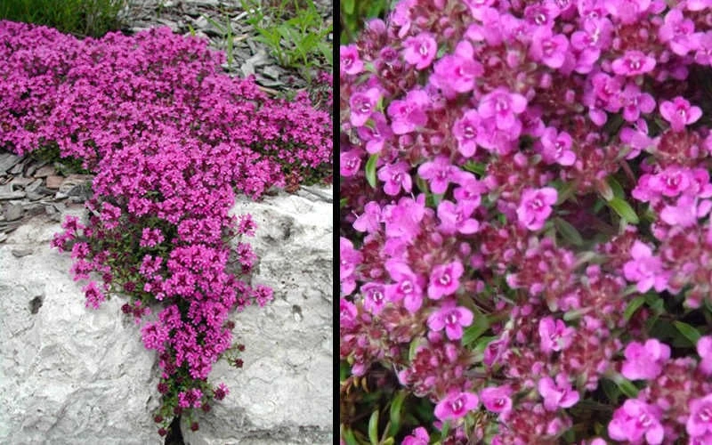 Red Creeping Thyme (Thymus Praecox 'Coccineus') - 8 Pack Of Quart Pots 8 Red Creeping Thyme (Thymus Praecox 'Coccineus') - 8 Pack Of Quart Pots - Image 6