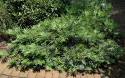 Creeping Japanese Plum Yew (Cephalotaxus Harringtonia 'Prostrata') - 6 Pack Of 1 Gallon Pots -Garden Plants Shop Picture Creeping Yew
