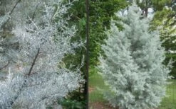 Silver Smoke Arizona Cypress - 1 Gallon Pot -Garden Plants Shop Picture Cypress Silver Smoke 2