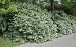 Fruitland Elaeagnus (Silverberry) - 1 Gallon Pot -Garden Plants Shop Picture Eleagnus Fruitland Border