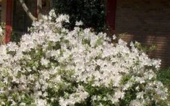 Autumn Ivory Encore Azalea - 1 Gallon Pot -Garden Plants Shop Picture Encore Azalea Ivory 3