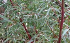Angus Cold Hardy Eucalyptus Tree (Eucalyptus Nicholii) - 5 Gallon Pot -Garden Plants Shop Picture Eucalyptus Tree Anugus Willow Leaf Peppermint 2