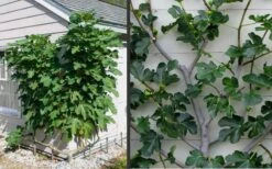 Brown Turkey Fig Tree - 6 Pack Of 1 Gallon Pots -Garden Plants Shop Picture Fig Brown Turkey Espalier