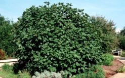 Brown Turkey Fig Tree - 1 Gallon Pot -Garden Plants Shop Picture Fig Brown Turkey Shrub Large 2