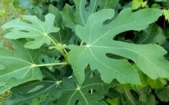 Brown Turkey Fig Tree - 6 Pack Of 1 Gallon Pots -Garden Plants Shop Picture Fig Brown Turkey Tree Leaves