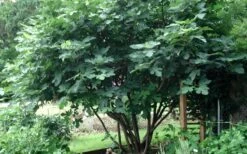 Brown Turkey Fig Tree - 1 Gallon Pot -Garden Plants Shop Picture Fig Brown Turkey Tree Multi 2