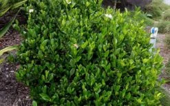 August Beauty Gardenia - 2.5 Quart Pot -Garden Plants Shop Picture Gardenia August Beauty 3